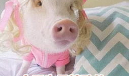 娱乐吃瓜酱猪猪视频,揭秘热门视频背后的趣味故事