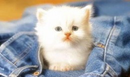 娱乐吃瓜茶小猫,揭秘茶小猫的瓜界传奇