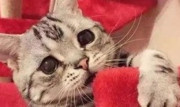 娱乐吃瓜酱男朋友不如猫