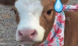 抖音吃瓜娱乐号怎么弄,轻松掌握热门话题，畅享轻松娱乐时光