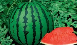 娱乐吃瓜喷子是谁的作品