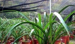 吃瓜娱乐圈小兰花是谁,娱乐圈神秘新星的崛起之谜