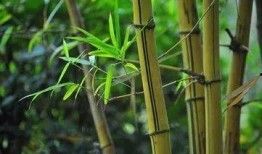 娱乐吃瓜酱竹子视频,揭秘娱乐圈幕后故事