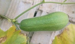 娱乐718吃瓜上不去了,揭秘吃瓜群众为何上不去的神秘面纱