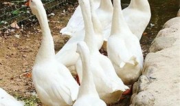 八鹅吃瓜菌不空娱乐