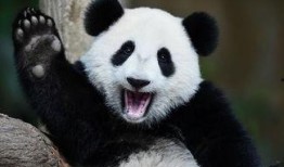 娱乐吃瓜熊猫,娱乐界新宠儿