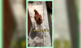 吃瓜群众娱乐版下载,下载背后的精彩故事