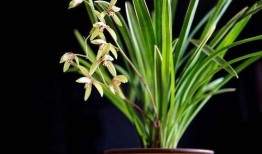 吃瓜娱乐圈小兰花是谁,娱乐圈神秘新星的崛起之谜