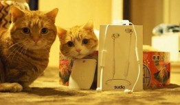 娱乐吃瓜茶小猫,揭秘茶小猫的瓜界传奇