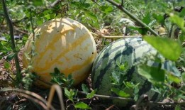 娱乐718吃瓜上不去了,揭秘吃瓜群众为何上不去的神秘面纱