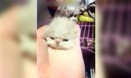 呆妹娱乐吃瓜视频大全免费观看,免费畅享吃瓜盛宴，笑料横生视频大全