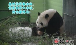 娱乐吃瓜熊猫,娱乐界新宠儿