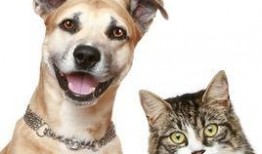 娱乐吃瓜酱养宠物,萌宠相伴，欢乐无限