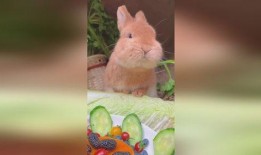 娱乐吃瓜小兔子视频,揭秘热门视频背后的故事