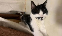 娱乐吃瓜酱男朋友不如猫