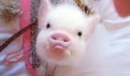 娱乐吃瓜酱猪猪视频,揭秘热门视频背后的趣味故事