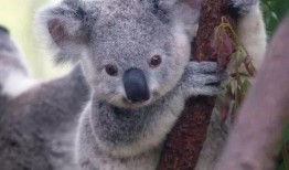 娱乐吃瓜酱胆小的考拉,揭秘娱乐圈那些鲜为人知的幕后故事