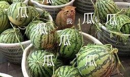 娱乐吃瓜为什么火