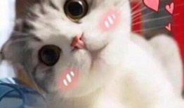 娱乐吃瓜酱内向的小猫