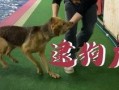 娱乐吃瓜酱柯基,柯基萌宠“娱乐吃瓜酱”的趣味生活大盘点