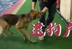 娱乐吃瓜酱柯基,柯基萌宠“娱乐吃瓜酱”的趣味生活大盘点